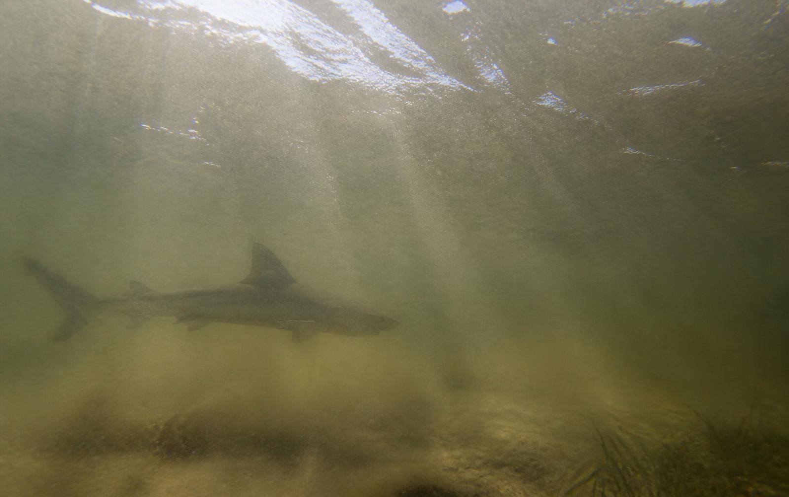 A small blacktip shark passing through murky green Florida coastal water